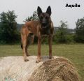 les chiens-aquilla-001.jpg